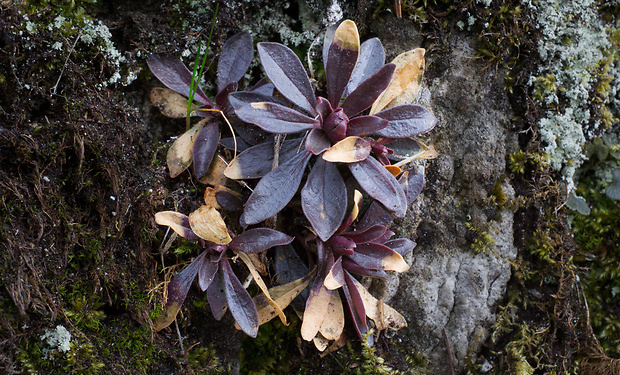 mliečnik mandľolistý Tithymalus amygdaloides (L.) Hill