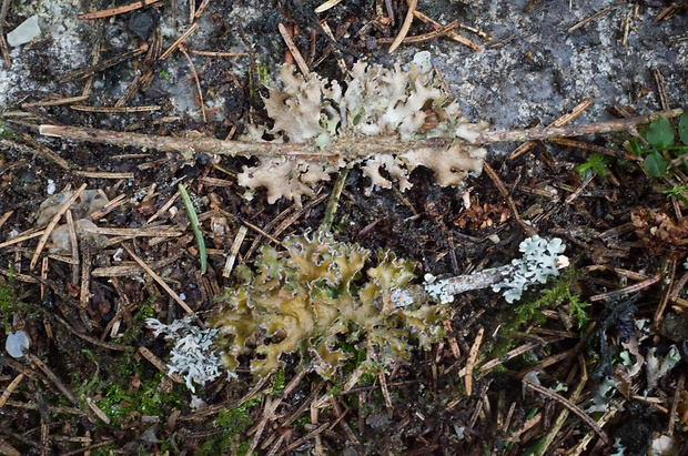 pľuzgierka hnedá Tuckermanopsis chlorophylla (Willd.) Hale