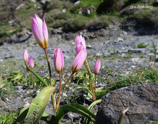 tulipán skalný Tulipa saxatilis Sieber ex Spreng.