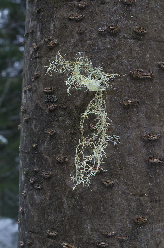 bradatec drsný Usnea filipendula Stirt.