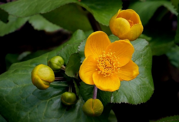 záružlie močiarne Caltha palustris L.