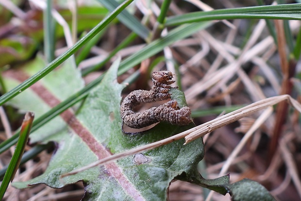 listnatka hrabová Campaea margaritaria