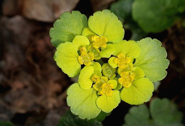 slezinovka striedavolistá Chrysosplenium alternifolium L.