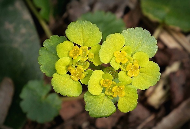 slezinovka striedavolistá Chrysosplenium alternifolium L.