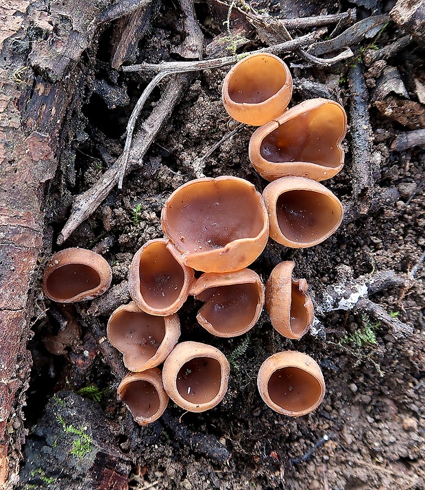 hľuznatka veternicová Dumontinia tuberosa (Bull.) L.M. Kohn