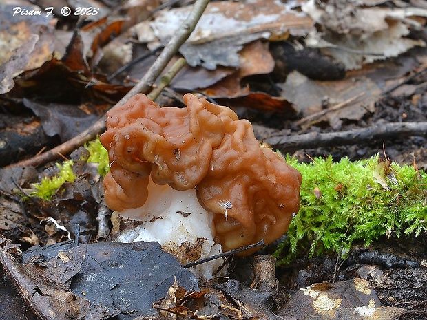 ušiak obrovský Gyromitra gigas (Krombh.) Cooke