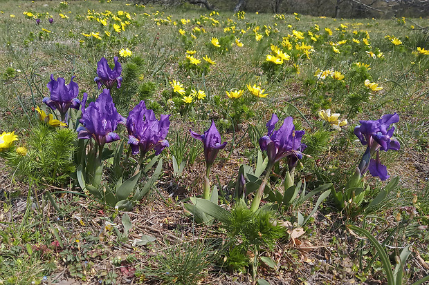 kosatec nízky Iris pumila L.