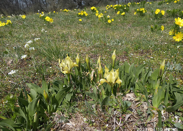 kosatec nízky Iris pumila L.