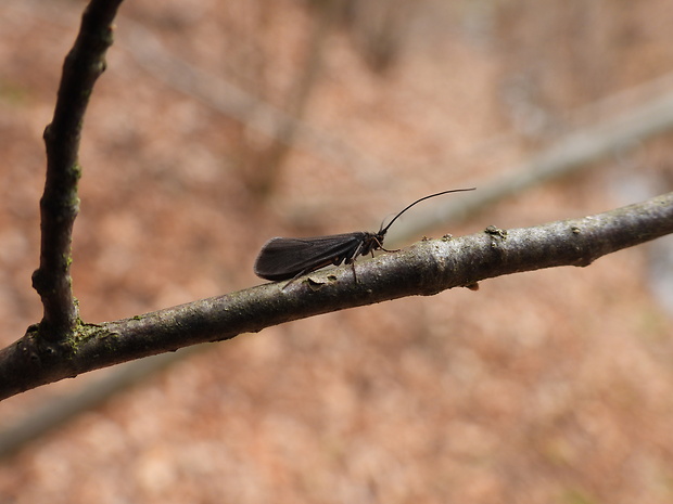 potočník Notidobia ciliaris (Linnaeus, 1761)