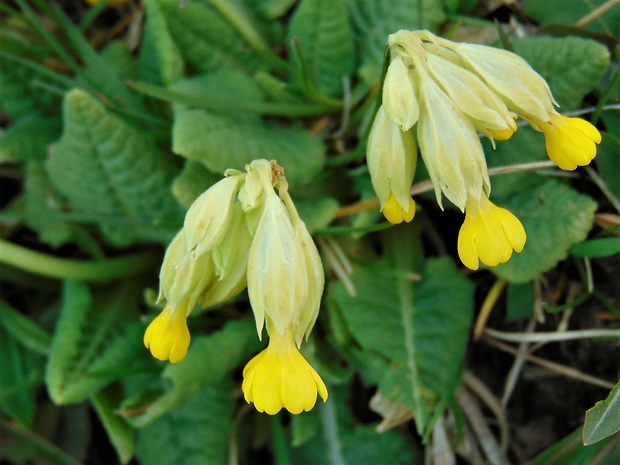 prvosienka jarná Primula veris L.