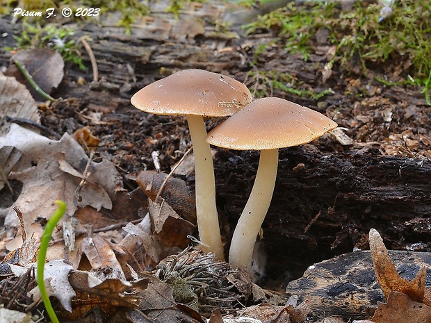 drobuľka Psathyrella sp.