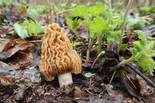 smrčkovec český Verpa bohemica (Krombh.) J. Schröt.