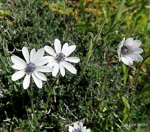 veternica Anemone hortensis ssp. heldeichii (Boiss.) Rech. f.