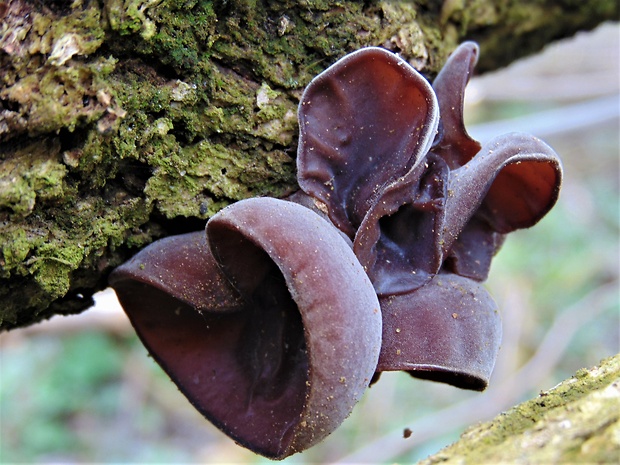 uchovec bazový Auricularia auricula-judae (Bull.) Quél.