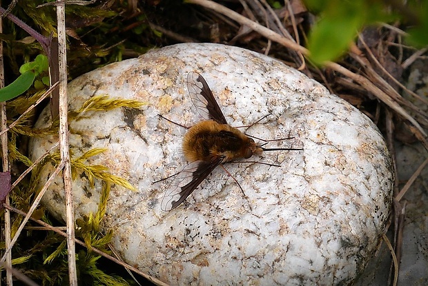 chlpačka veľká (sk) / dlouhososka velká (cz) Bombylius major (Linnaeus, 1758)