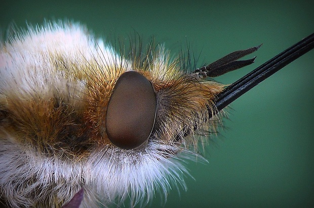 chlpačka veľká (sk) / dlouhososka velká (cz) Bombylius major (Linnaeus, 1758)