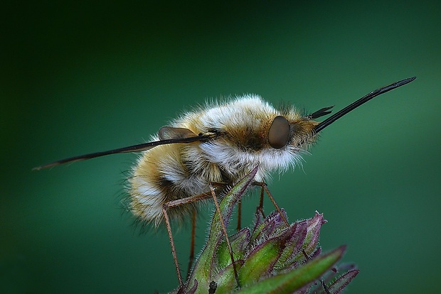 chlpačka veľká (sk) / dlouhososka velká (cz) Bombylius major (Linnaeus, 1758)