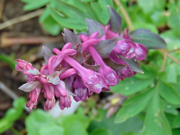 chochlačka dutá Corydalis cava (L.) Schweigg. et Körte