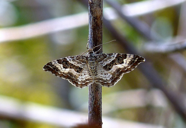 piadivka obyčajná Epirrhoe alternata