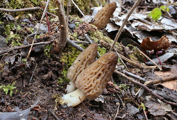 smrčok kužeľovitý Morchella conica Pers.