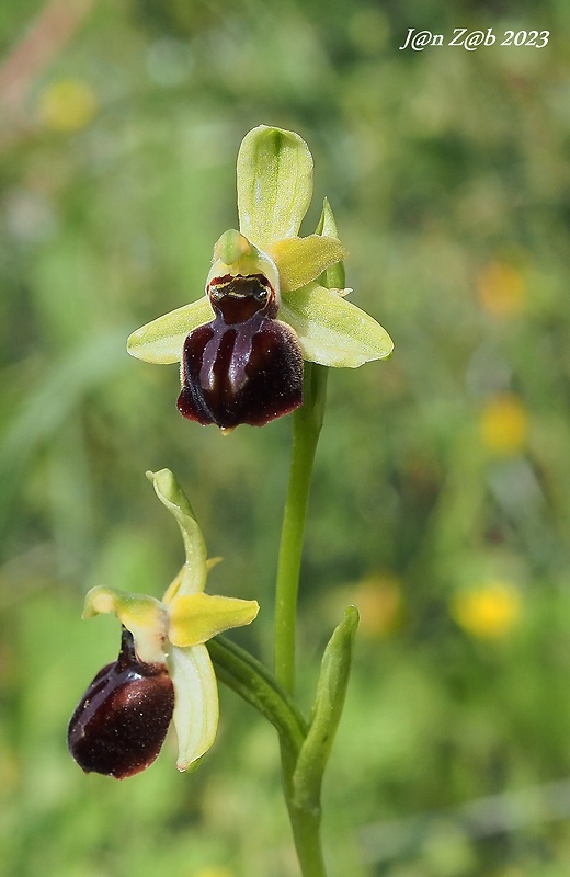 hmyzovník Ophrys sphegodes subsp. cretensis