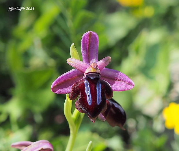 hmyzovník Ophrys sphegodes subsp. spruneri