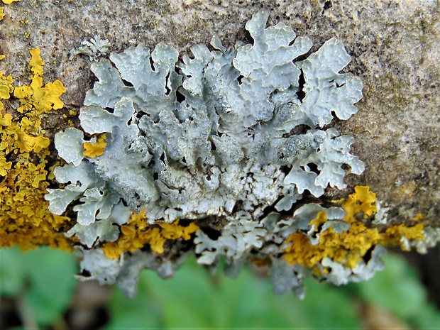 diskovka ryhovaná Parmelia sulcata Taylor