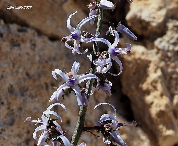 Petromarula pinnata  (L.) A. de Candolle