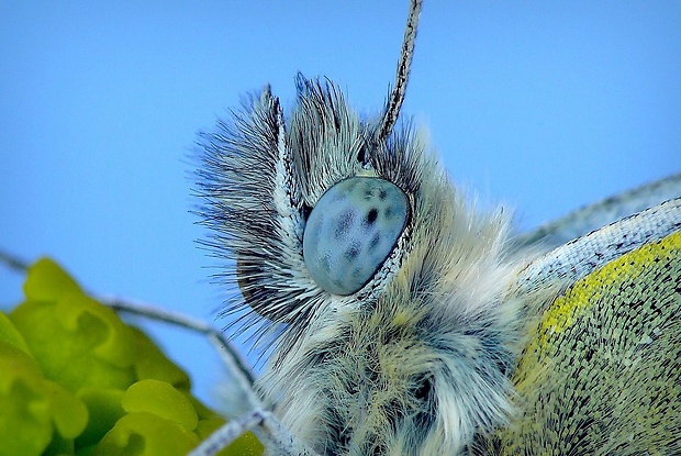 mlynárik rezedový (sk) / bělásek rezedkový (cz) Pontia edusa (Linnaeus, 1758)