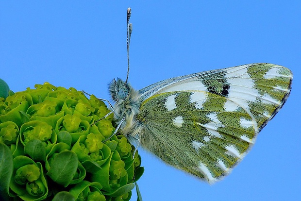 mlynárik rezedový (sk) / bělásek rezedkový (cz) Pontia edusa (Linnaeus, 1758)