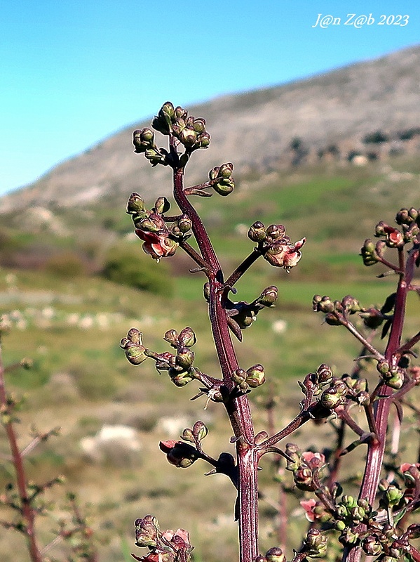 krtičník Scrophularia lucida L.