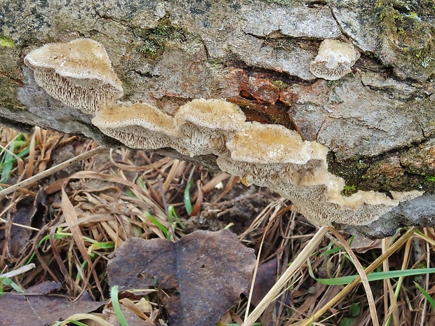 trúdnikovec srstnatý Trametes trogii Berk.