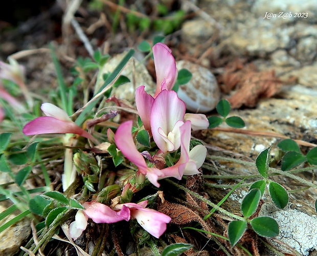 ďatelina Trifolium uniflorum L.