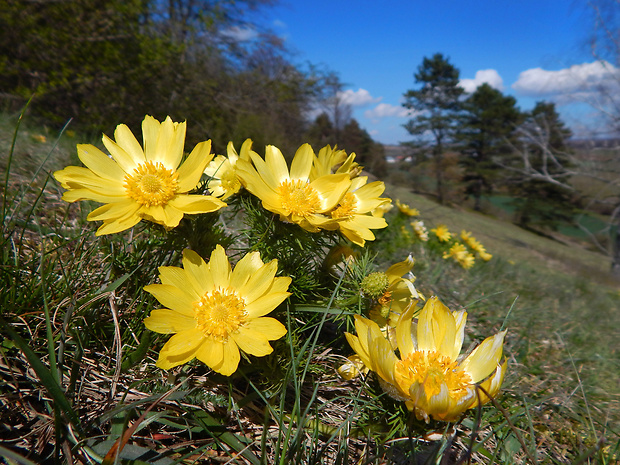 hlaváčik jarný Adonis vernalis L.