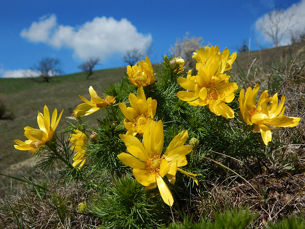 hlaváčik jarný Adonis vernalis L.