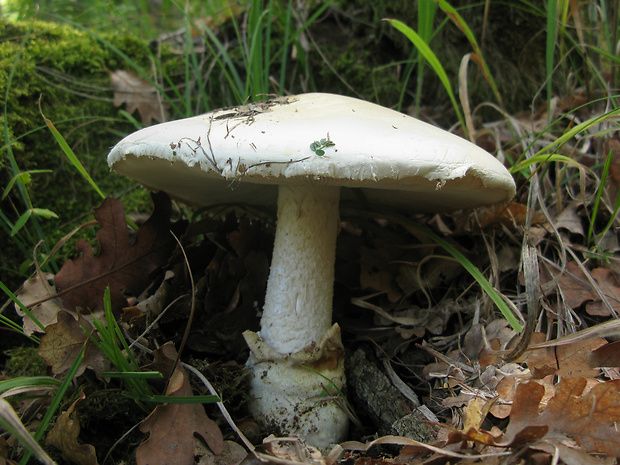 muchotrávka vajcovitá Amanita ovoidea (Bull.) Link