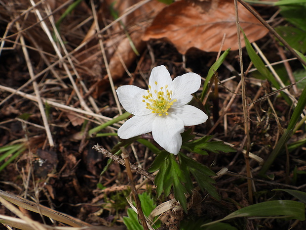 veternica hájna Anemone nemorosa L.