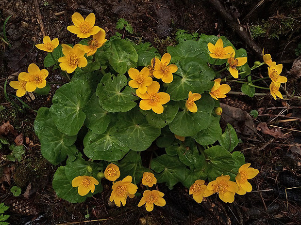 záružlie močiarne Caltha palustris L.