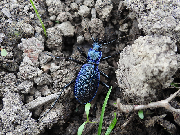 bystruška vráskavá Carabus intricatus