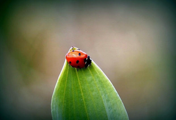 lienka sedembodková (sk) / slunéčko sedmitečné (cz) ??? Coccinella septempunctata (Linnaeus, 1758)