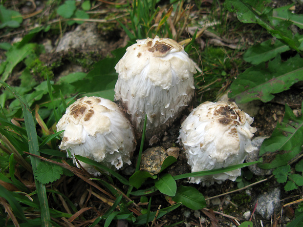 hnojník obyčajný Coprinus comatus (O.F. Müll.) Pers.