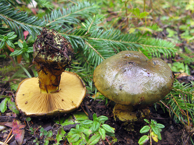 pavučinovec kopytníkový Cortinarius atrovirens Kalchbr.