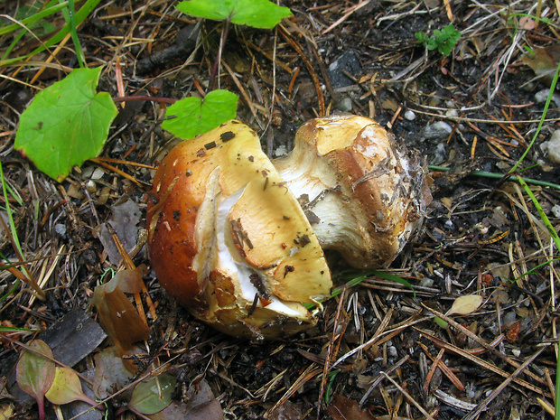 pavučinovec Cortinarius sp.