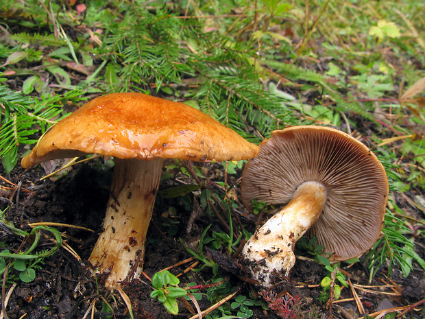 pavučinovec Cortinarius sp.