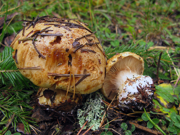 pavučinovec Cortinarius sp.