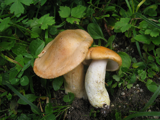 šťavnačka  Hygrophorus abieticola Krieglst. ex Gröger & Bresinsky