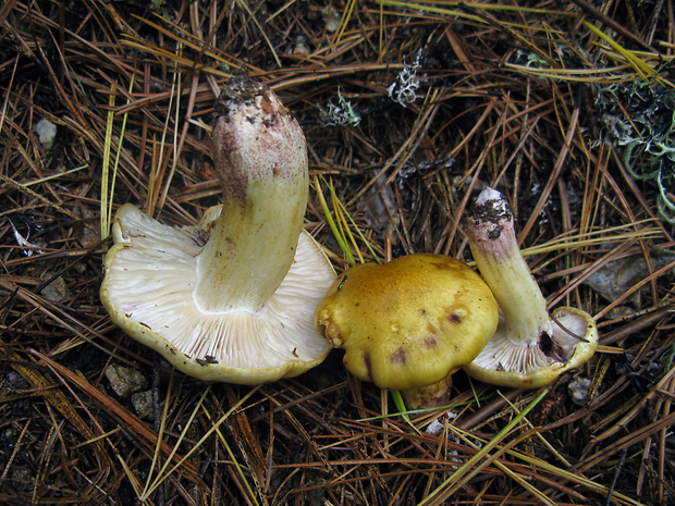 šťavnačka Hygrophorus sp.