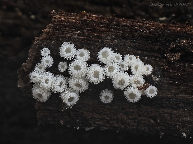 lachnetka Lachnum sp.