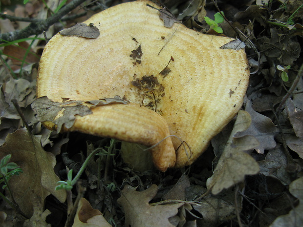 rýdzik pásikavý Lactarius zonarius (Bull.) Fr.