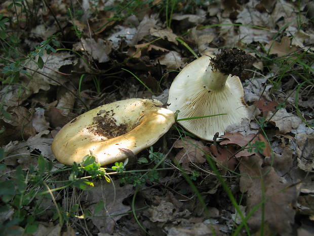 rýdzik pásikavý Lactarius zonarius (Bull.) Fr.